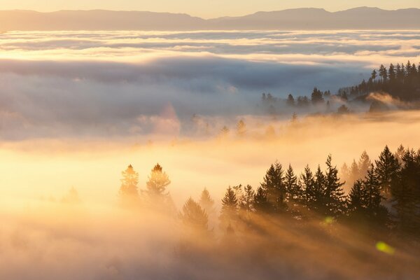 Die Weihnachtsbäume sind im Morgennebel sichtbar