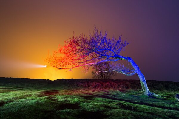 Schöner einsamer Baum auf dem Hintergrund des grünen Grases