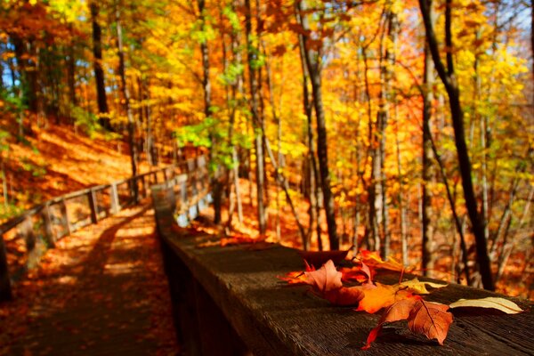 Hojas de otoño en un puente de madera en el bosque