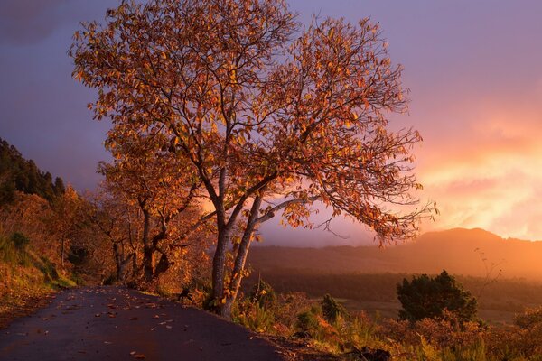 Trees by the side of the road in the rays of the setting sun