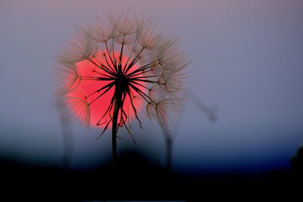 Diente de León al atardecer contra el disco rojo del sol