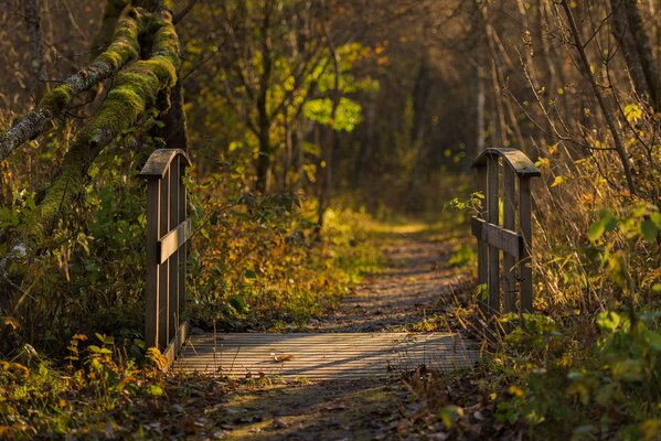 A bridge in the autumn forest