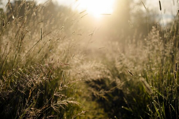 Morgenlicht und Gras auf dem Feld