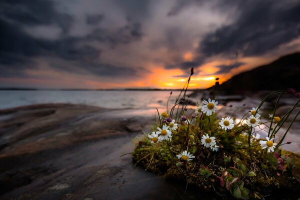 Nature on the shore of a dark sunset