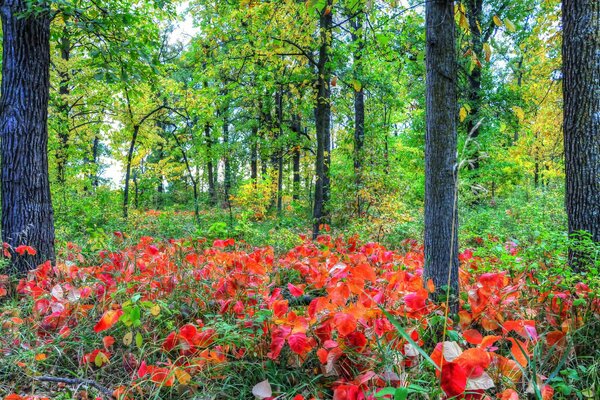 Es gibt einen schönen Blumenrand im Wald unter den Bäumen