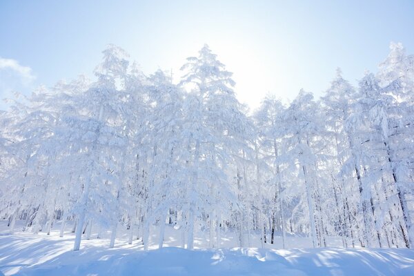 Foresta innevata invernale mattutina