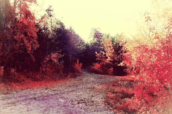 Straße am Herbstwald und im Morgengrauen