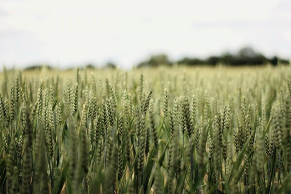 Wheat ears ripen in summer