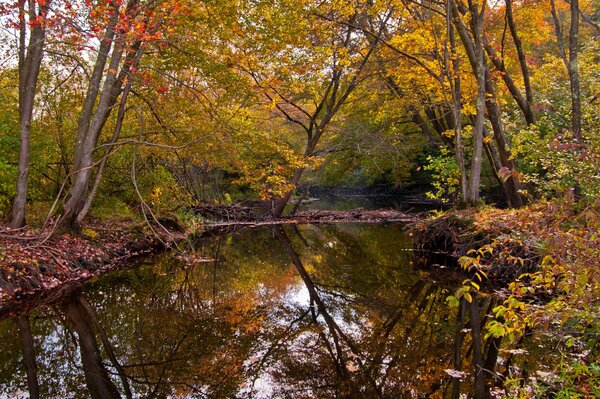 A small river in the autumn forest