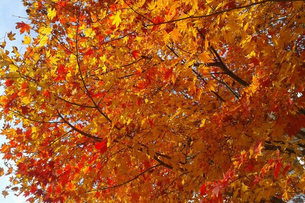 Follaje de otoño y toda la belleza de este poro