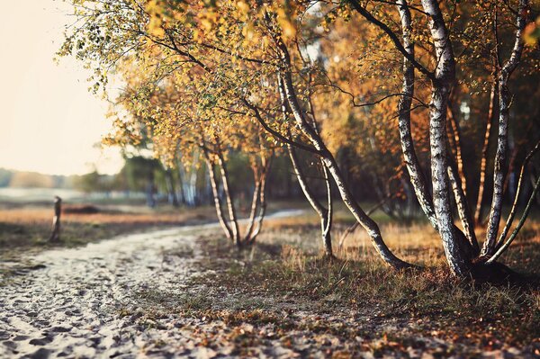 Temps d automne avec des feuilles jaunes dans la forêt