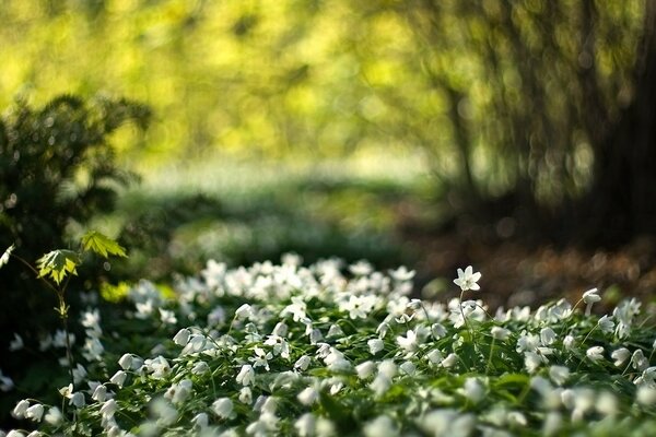 Macro fotografía de flores blancas de primavera