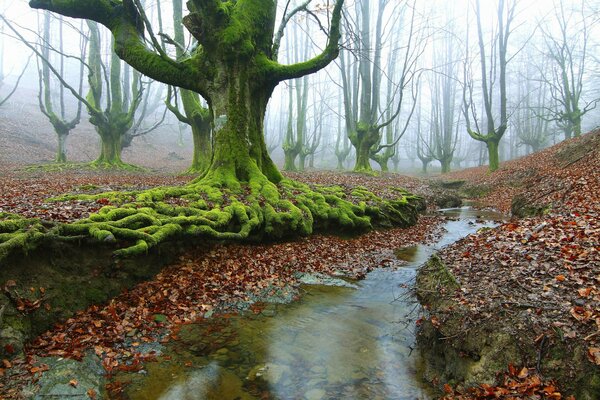 Trees with green roots. Autumn forest