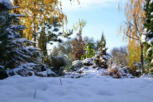 Beautiful landscape of winter forests