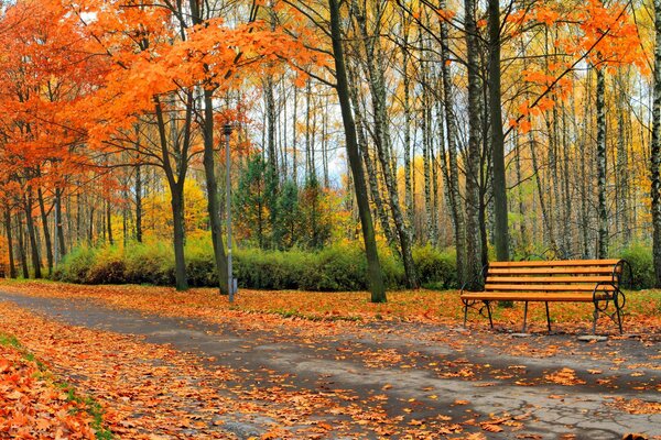 Jesień park drzewo Natura krajobraz