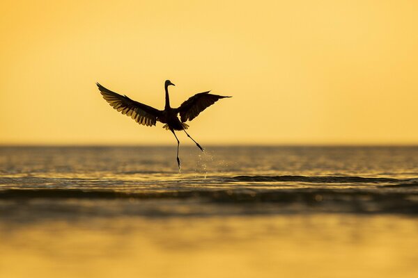 A smooth bird hovering over the water