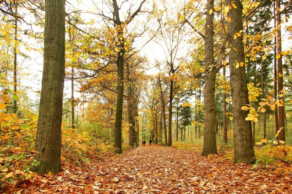 Route dans le parc d automne avec des arbres et des arbustes