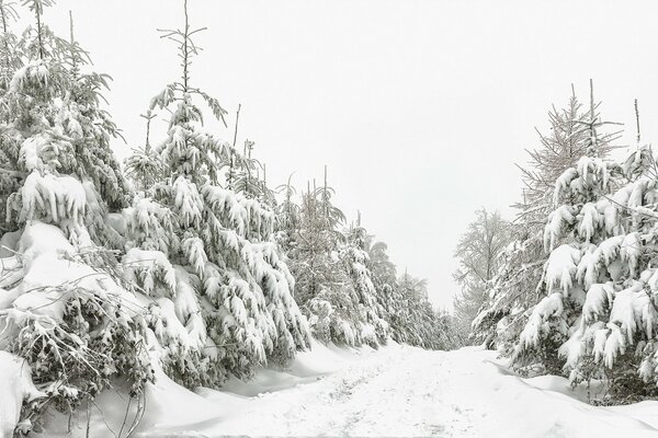 Route d hiver de la forêt enneigée