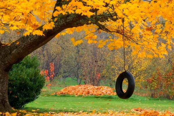 Columpios en el colorido bosque de otoño