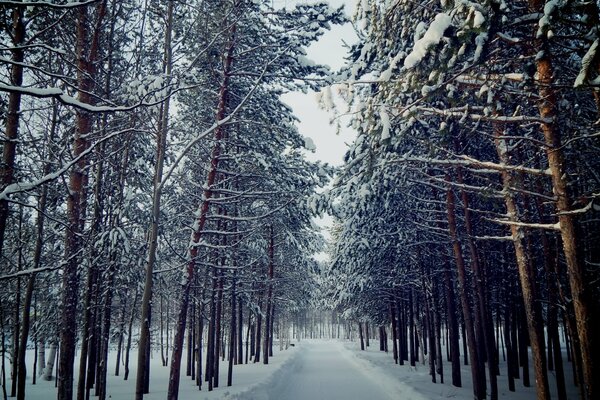 Снежная дорога в сосновом лесу