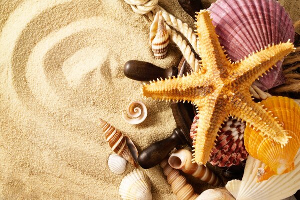 Rope with shells and a starfish on the sand