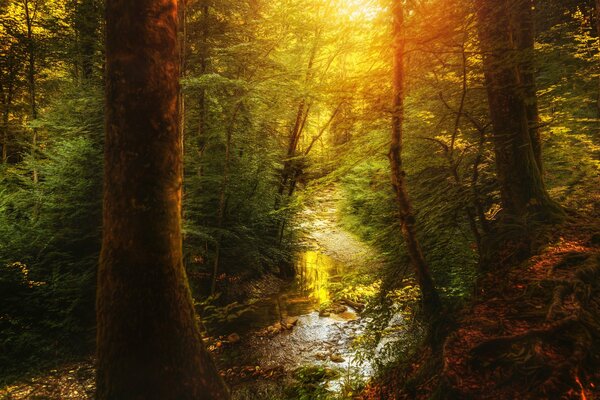 Piccolo ruscello tra grandi alberi