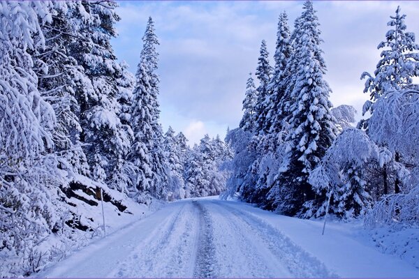 Route en hiver dans la forêt sur fond de ciel bleu