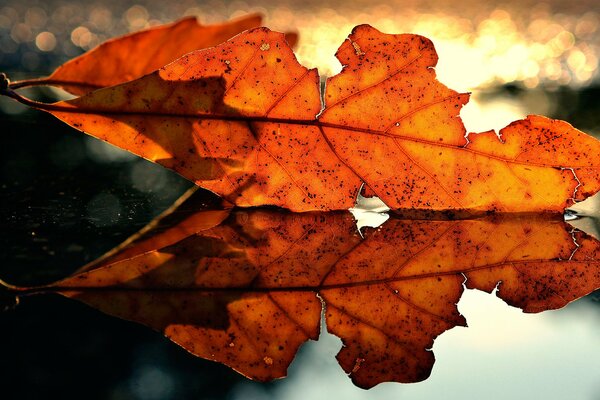 Rotes Blatt im Herbst in Makroaufnahmen