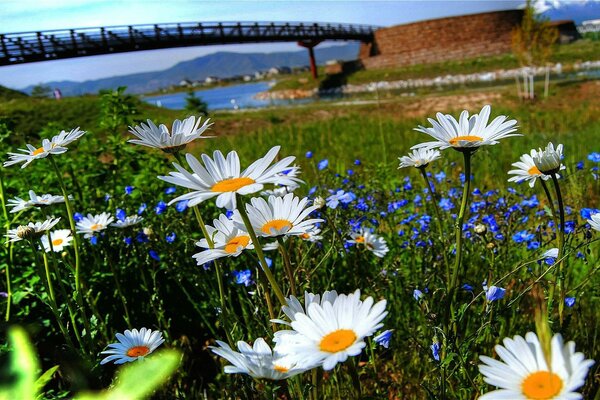 Chamomile meadow by the river