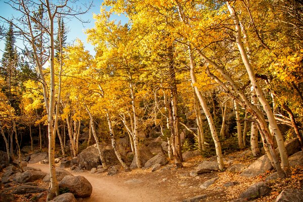 Wanderweg entlang des Herbstwaldes