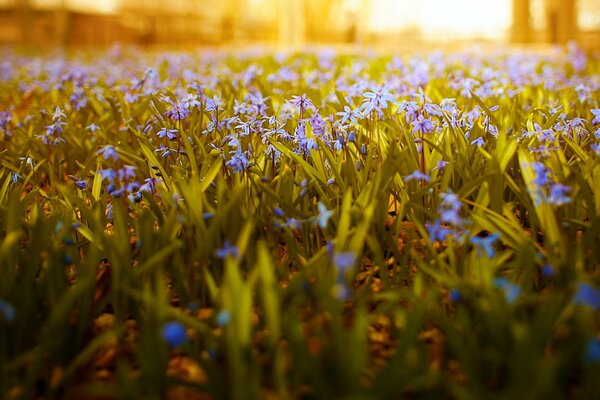 Flores campestres. Hermosa naturaleza