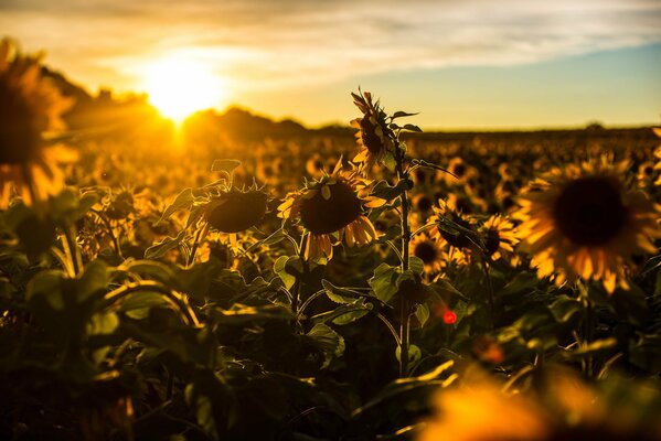 A field of sunflowers in the sun