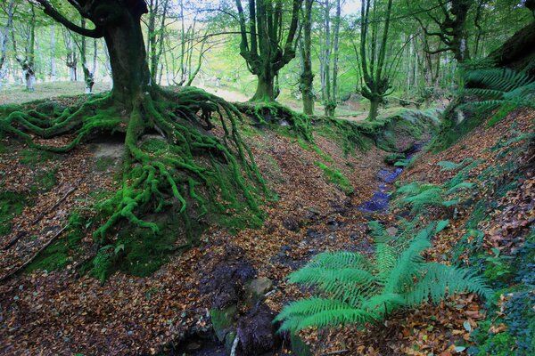 Raíces de árboles inusualmente brotadas de musgo