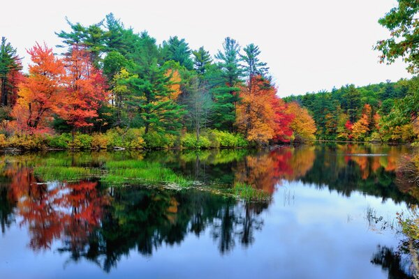 Reflet de la forêt d automne dans le lac