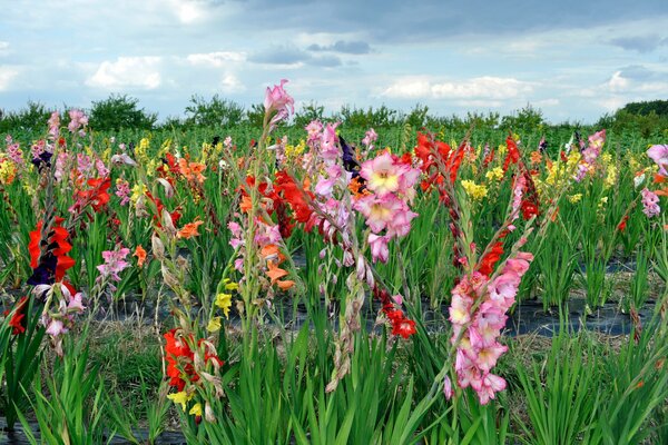 Gladiolen-Plantage unter dem Himmel mit Wolken