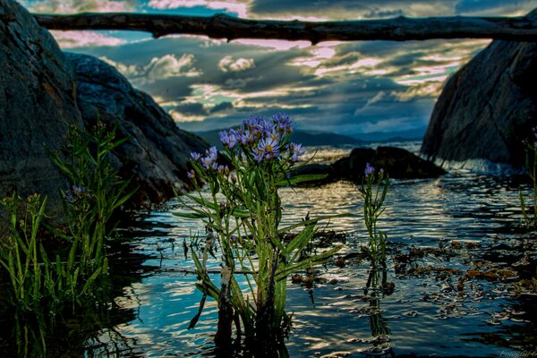 Été et fleurs sur le fjord norvégien