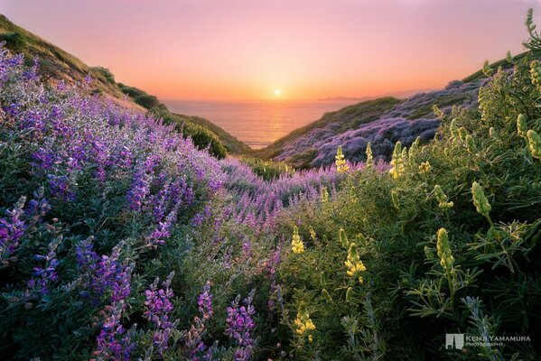 Purple flowers on the hills at sunset