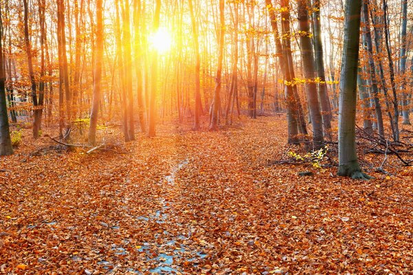 Paisaje del bosque de otoño, hojas golpeadas