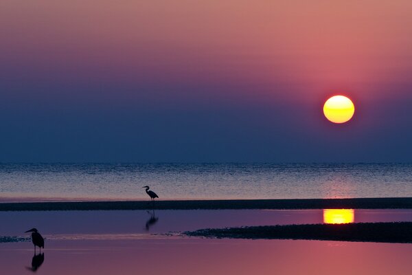 Küste mit Möwen bei sinkendem Sonnenuntergang