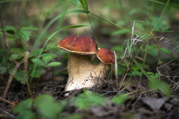 Champignon blanc à l automne dans la forêt