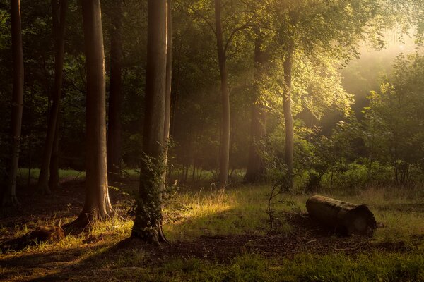 Belle forêt dans laquelle il y a des lucarnes de soleil