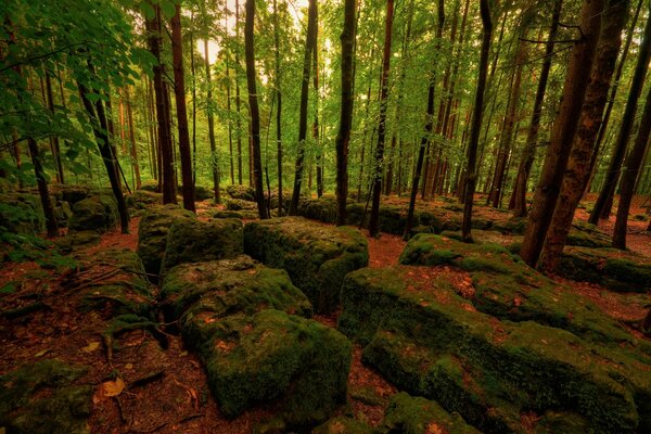 Piedras en musgo y follaje en el bosque