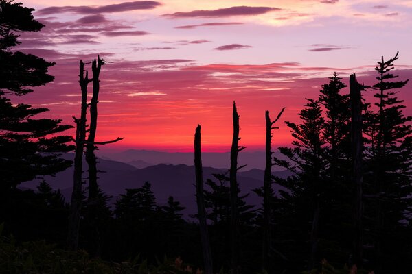 Sonnenuntergang Glühen Landschaft in den Bergen mit hohen Bäumen