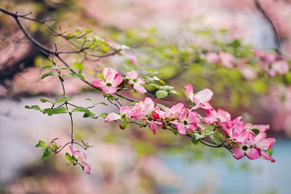 Ein Zweig eines blühenden Gartenapfels in der Natur