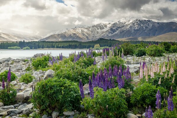 Montagne della Nuova Zelanda durante il periodo di fioritura