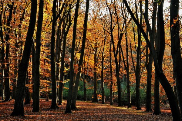 Leaf fall in the golden autumn forest