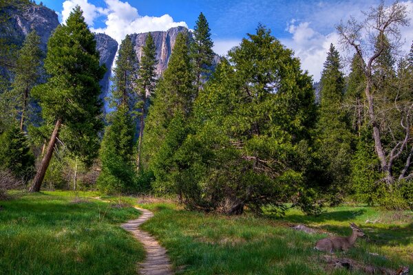 Parco Nazionale di Yosemite in California, paesaggio