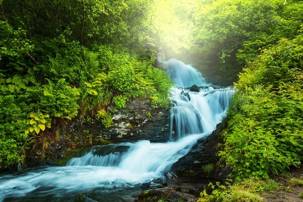 A stream in the forest among ferns and greenery