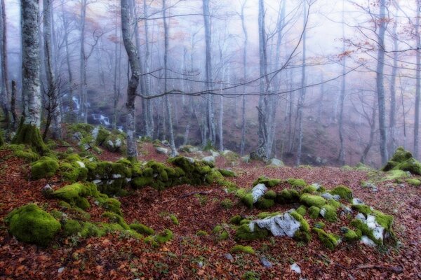 Nebel im faszinierenden Herbstwald