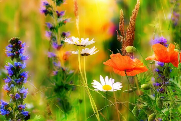 Daisies and poppies in the field